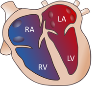 illustration of normal heart