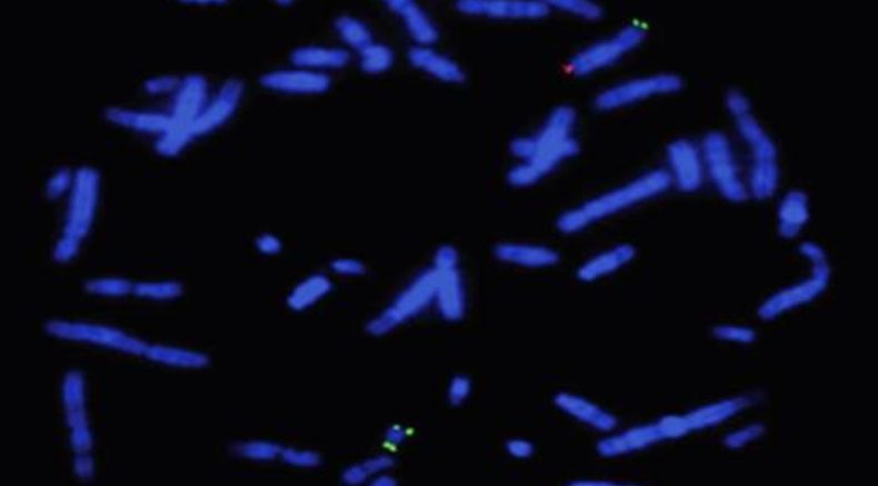 Genetics course 2 
