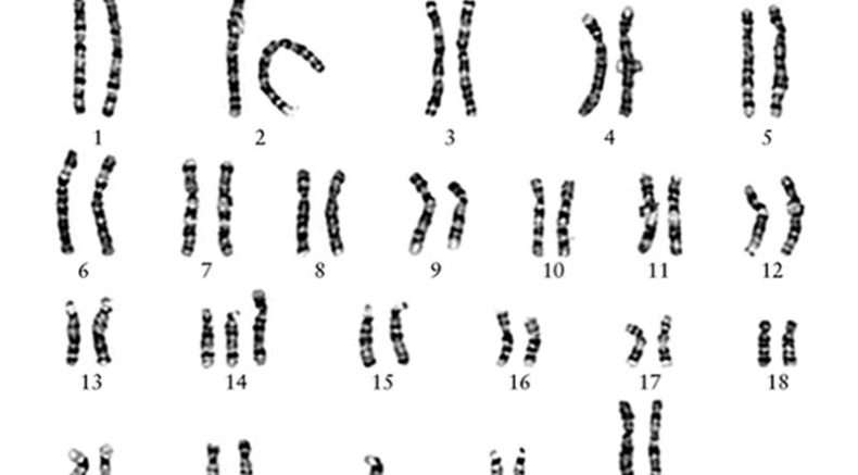 genetics image